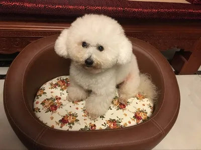 Lit lavable, canapé en bois pour animaux de compagnie